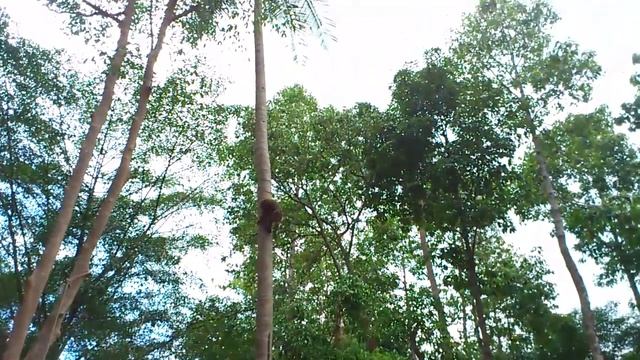 Шоу с обезьяной.Тайланд.2014 смотреть онлайн