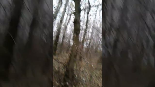 Поход за грибами и ягодами