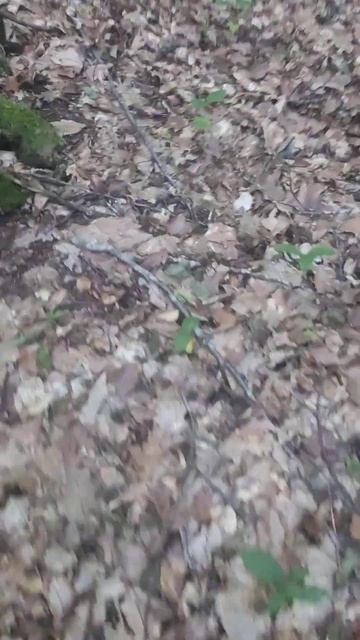 Законы леса:нашел мухоморы-ищи рядом белый гриб!