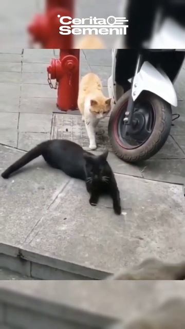 Bro kucing oyen patah hati 💔🐱 смотреть онлайн