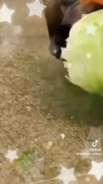 Милый бобер смотреть онлайн