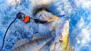 СУДАЧЬЯ БЛЕСНА КОСИТ СУДАКА! ЗРЕЛИЩНАЯ РЫБАЛКА НА СУДАКА с эхолотом КАЛИПСО. Зимняя рыбалка 2025