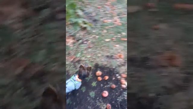 Очень злой зверь! смотреть онлайн