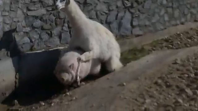 Llama Pig Love Minsk смотреть онлайн