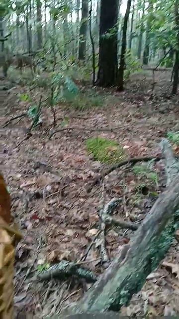 Супер мега находка в дремучем лесу - удачный поход за грибами, нашли много лисичек!!! mushrooms in