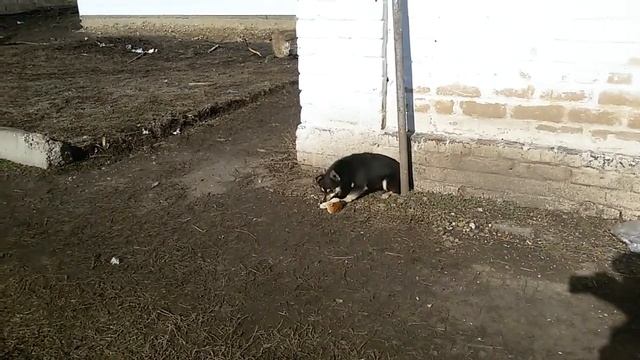 Дружок и хлеб смотреть онлайн