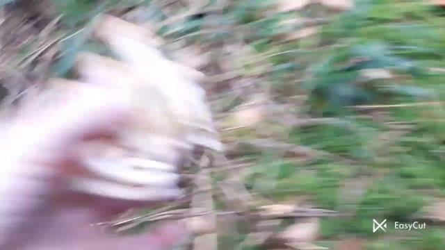 Грибна Казка у Карпатах !!! смотреть онлайн