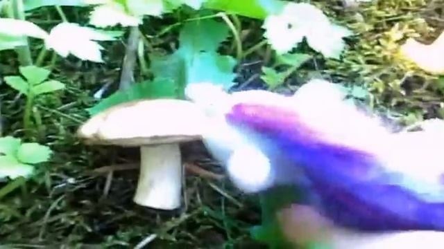 Май литл пони на природе. Рарити и Флаттершай ищут грибы. Видео с игрушками пони смотреть онлайн