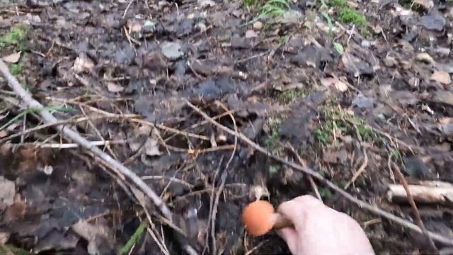 Подосиновиков МОРЕ!!! смотреть онлайн