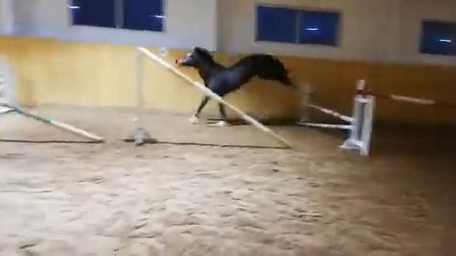 Продается гнедой мерин европейского происхождения лог №041/продажа лошадей/конкур смотреть онлайн