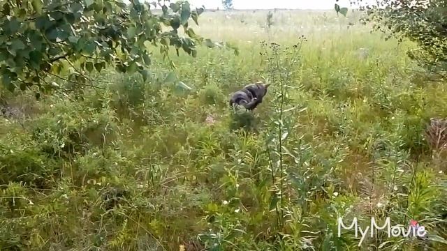Всем привет 🤚 Собираем подберёзовики 🍄