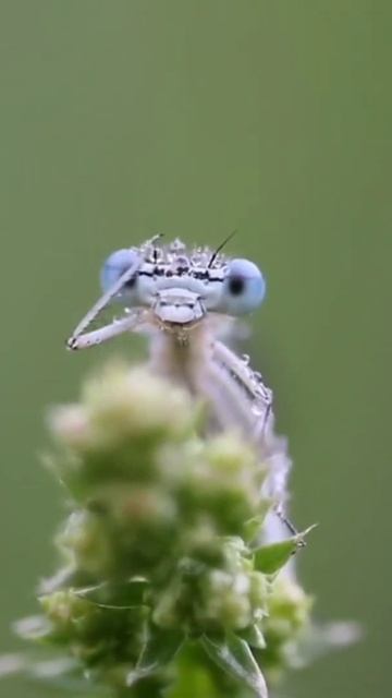 Funny and Cute Mantis | Funny animals | Dancing mentis #mentis #funny #animals #insects #shorts смотреть онлайн