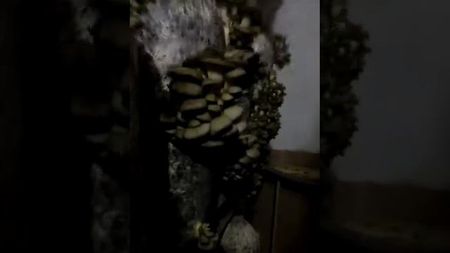 Грибной бизнес