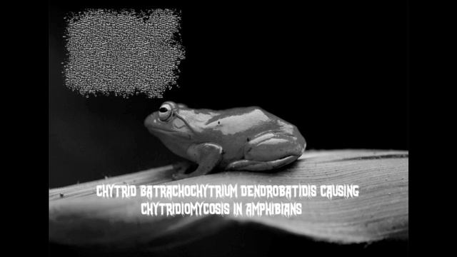 Neobatrachia - Intro смотреть онлайн