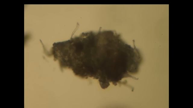 Aspergillus Oryzae смотреть онлайн
