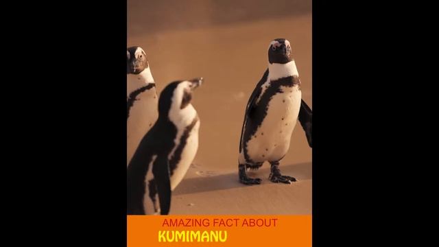 Amazing Fact About KUMIMANU PENGUIN. #shorts смотреть онлайн