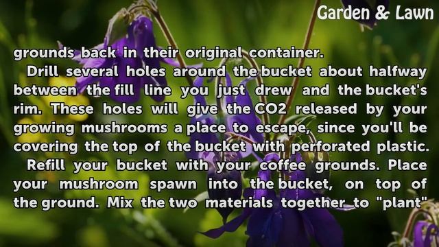 How to Grow Mushrooms in Coffee Grounds смотреть онлайн