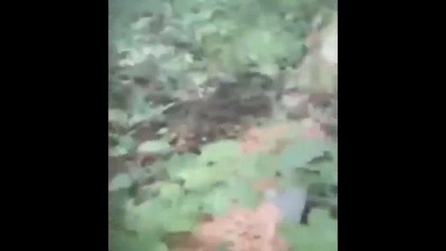 ТОТ САМЫЙ СБОР! Не верю своим глазам, лучшее грибное место смотреть онлайн