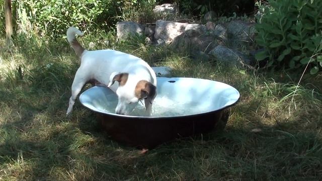 Боня принимает водные процедуры. смотреть онлайн