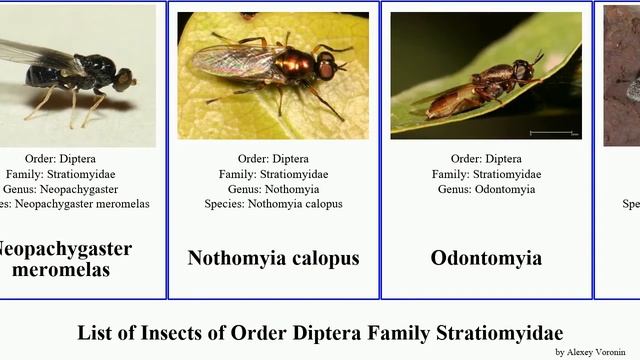 List of Insects of Order Diptera Family Stratiomyidae stratiomys oxycera odontomyia beris sargus смотреть онлайн