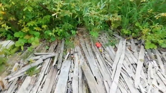 набережная/прогулка по лесу