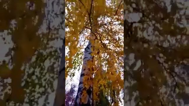 Осень, уже, везде (моё личное стихотворение) смотреть онлайн
