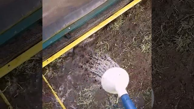 триходерма смотреть онлайн