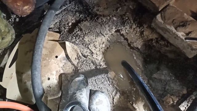 абиссинка  внутри дома