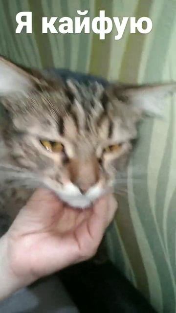 Я кайфую #кайфую #кайф #кошка #кот #котёнок #пушистик #усы #шерсть #хвост #лапы #шея смотреть онлайн