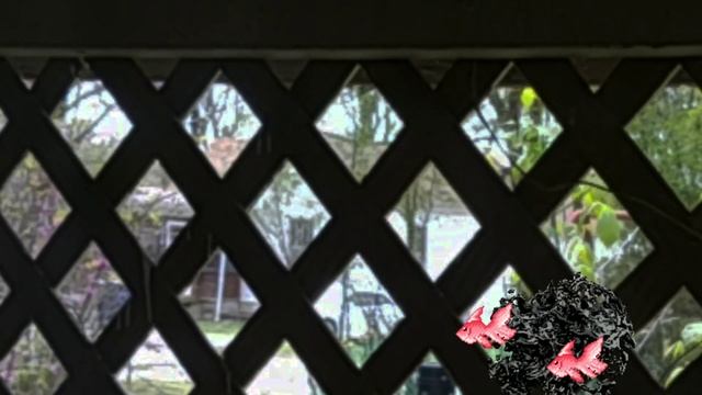 04/21/21 Southwest Security Camera Footage Angel Fish смотреть онлайн