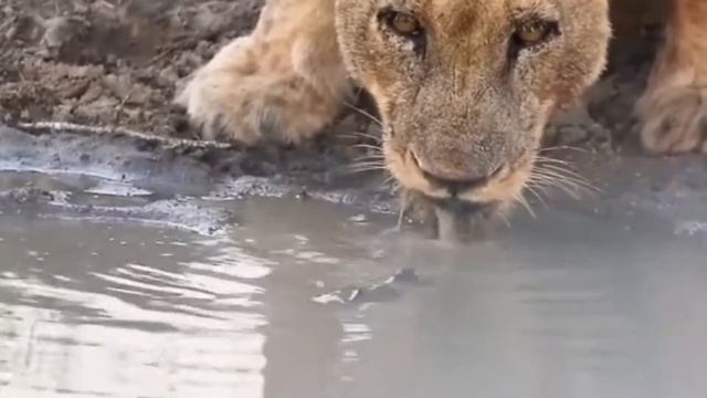 В мире депрессивных животных смотреть онлайн