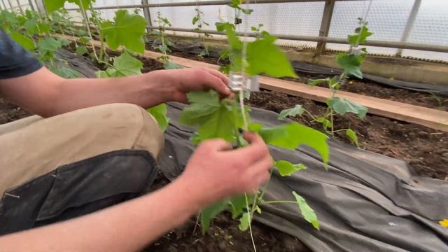 Пасинкуємо і видаляємо квіти на огірку смотреть онлайн