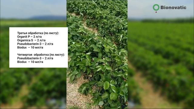 Репортаж с полей. Органическая земляника от Bionovatic