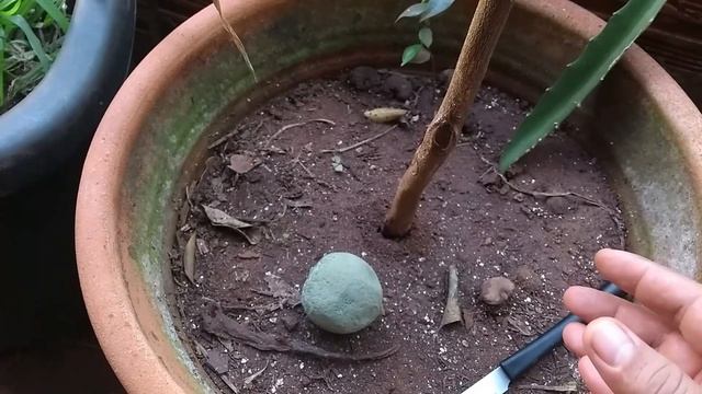 ACABE COM AS FORMIGAS PELO SEU PRÓPRIO ALIMENTO