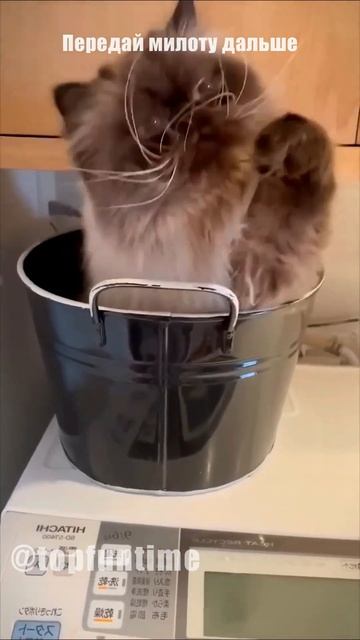 В Джазе Только Топчики #животные #приколы смотреть онлайн