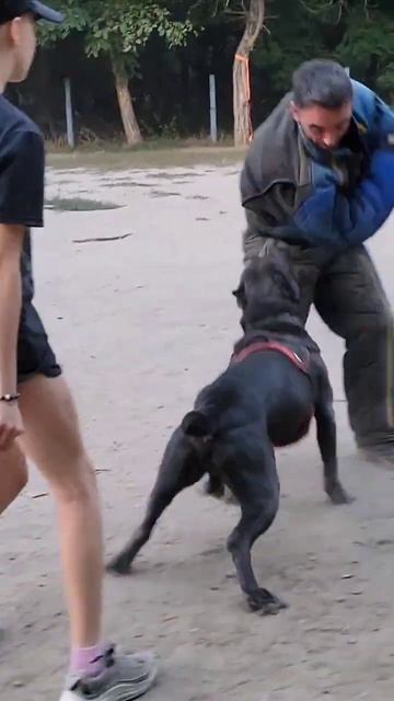 Reliable and obedient bodyguard. Cane Corso Prometheus guards the girl. #GUARDODESSA Odessa. смотреть онлайн