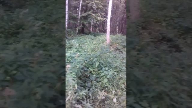 Лес, зто не только грибы и ягоды, зто ещё. ..