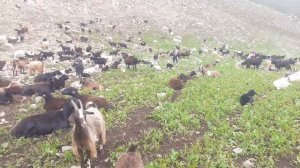 Ахволи дахмардахо дар айлок бо рамаи гусфанд #3