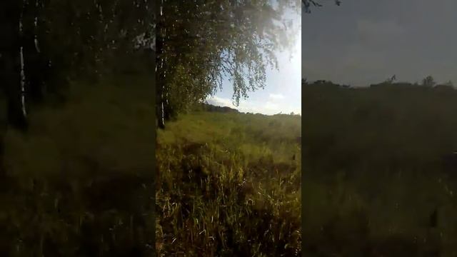 Едем за грибами (дорога ) смотреть онлайн