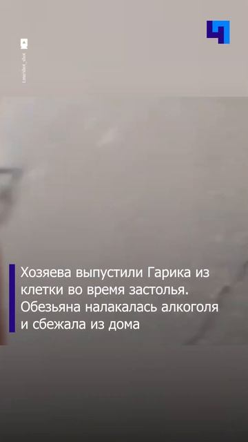Пьяная домашняя обезьяна по кличке Гарик покусала прохожих в Хабаровском крае смотреть онлайн