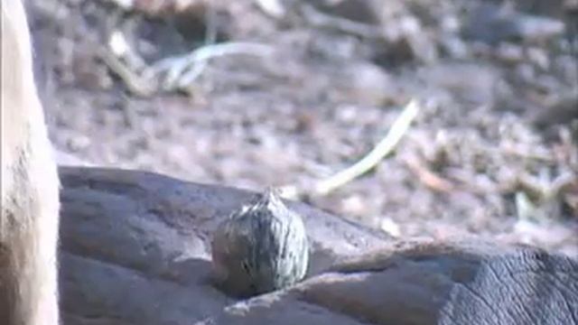 KeSimpulan : Tool Monyet Capuchin Sapajus libidinosus смотреть онлайн