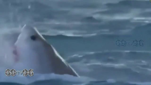Ikan Terbesar DiLautan смотреть онлайн