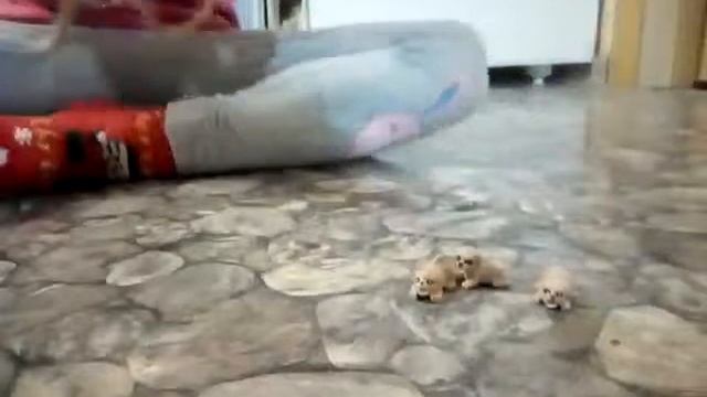 Про игрушечную собаку с щенками)) смотреть онлайн