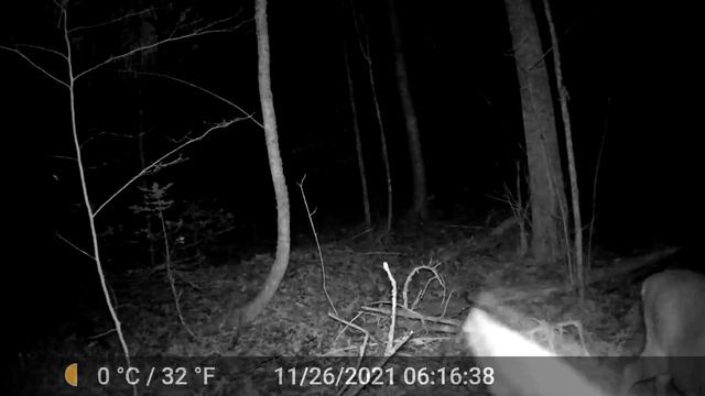 Deer Licking Game Camera смотреть онлайн