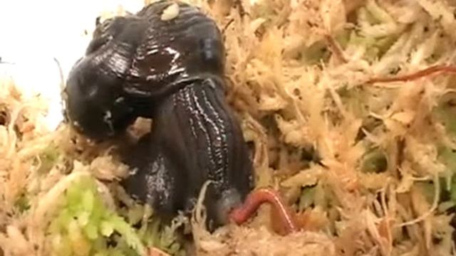 Bio-7-30-23 - Охлюв яде дъждовен червей смотреть онлайн