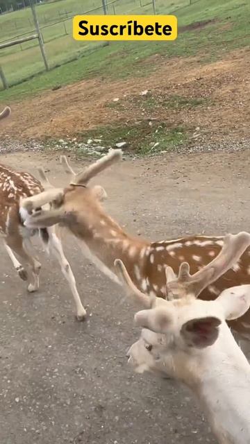Bambi y su familia смотреть онлайн