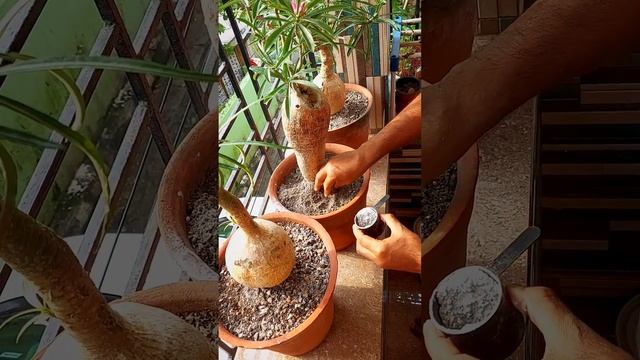 TRICODERMA VIRIDE. WHAT IS TRICODERMA VIRIDE? HOW TO USE ON PLANTS. BEST ORGANIC FUNGICIDE