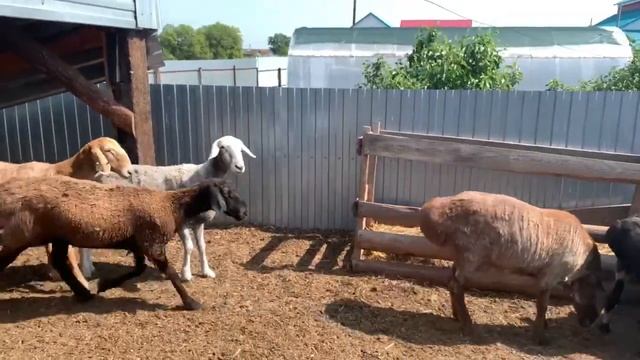 Сизые овцематки на продаже!! смотреть онлайн