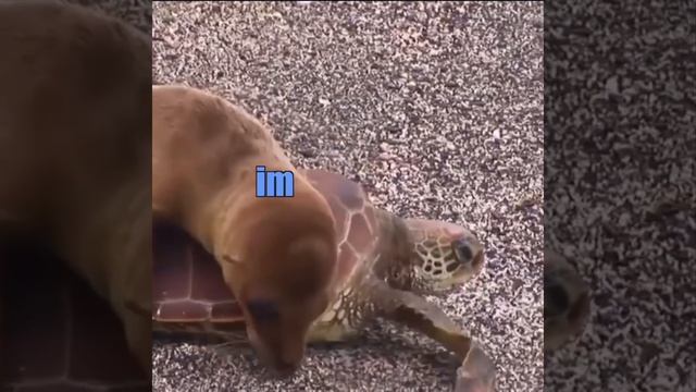 Turtle Uber смотреть онлайн