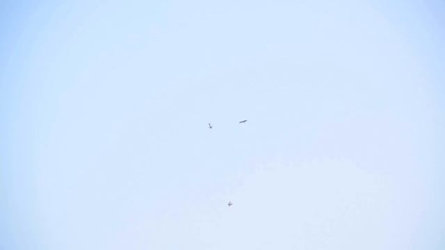 Zabardast Kite Fighting With A Black Drongo Kite смотреть онлайн